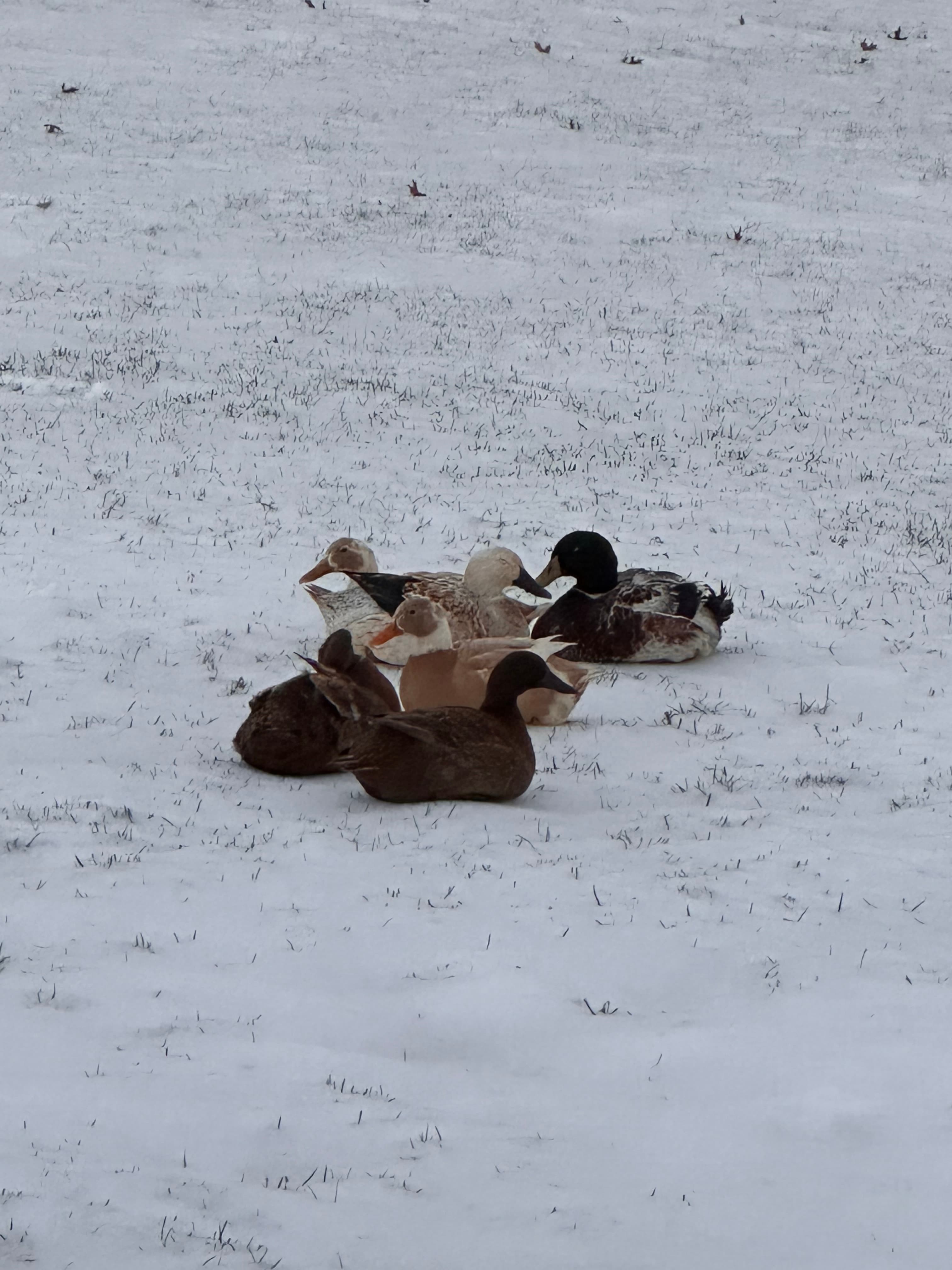 Ducks huddled together in the winter snow