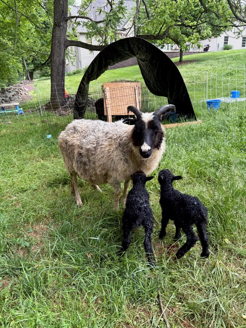 An Icelandic sheep with her lambs